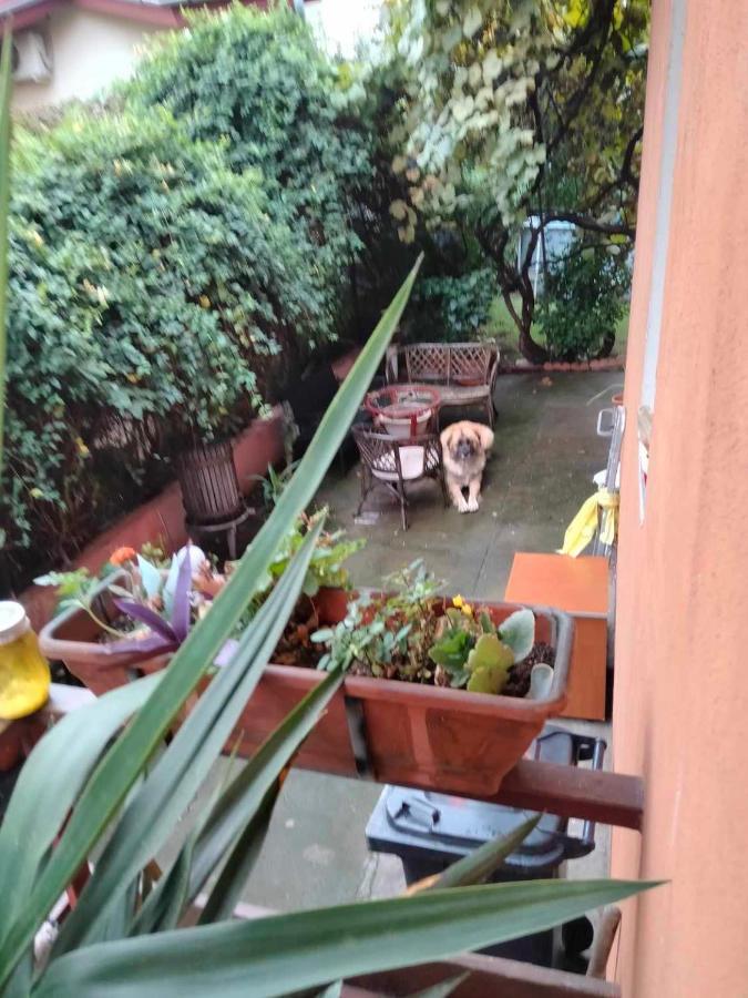 Garsoniera Clara, La Casa * Timisoara